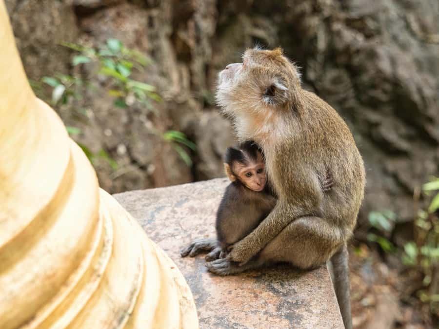 Krabi: James Bond Island Tour & Phang Nga by Longtail Boat - The Final Jungle Stop and Waterfall Swim Check