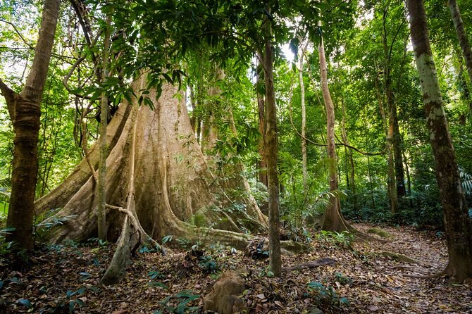 Krabi Jungle Adventure: Emerald Pool, Hot Springs & ATV - ATV Through Forest: 25–30 Minutes of Practical Thrill