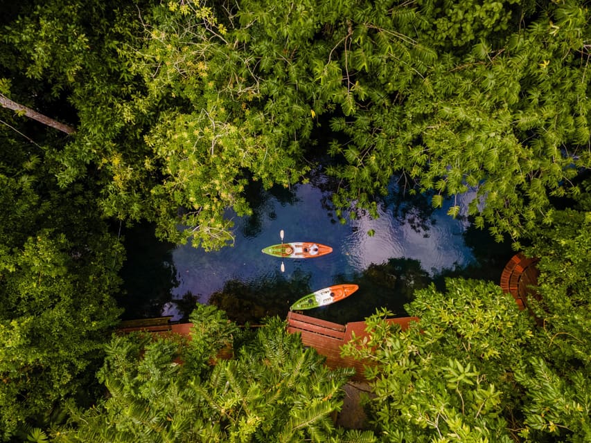Krabi: Kayak Adventure through Ao Thalane Mangrove Forest - Mangrove wildlife spotting: what you’ll actually see