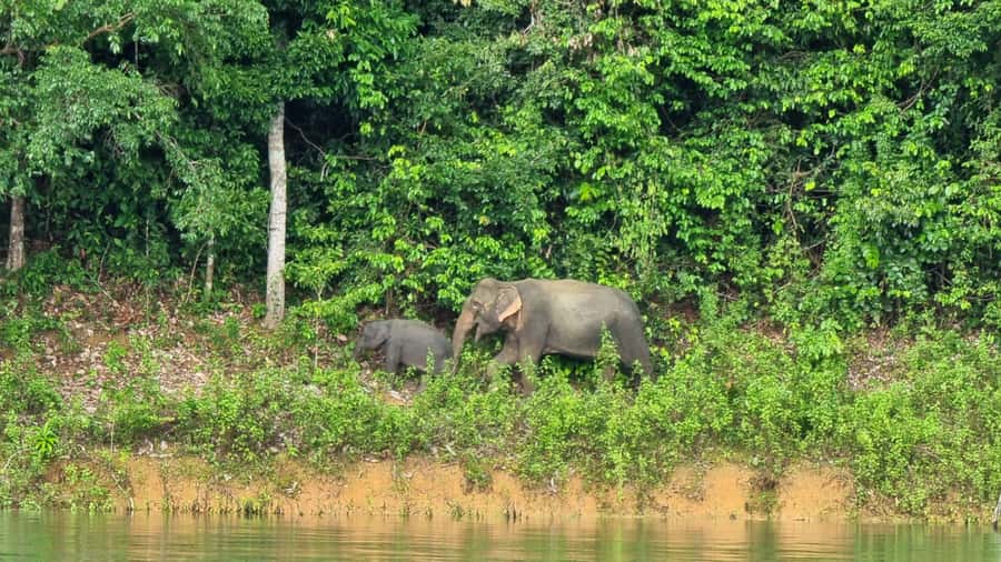 Krabi: Khao Sok National Park & Cheow Lan Lake Boat Tour - Key things to know before you go