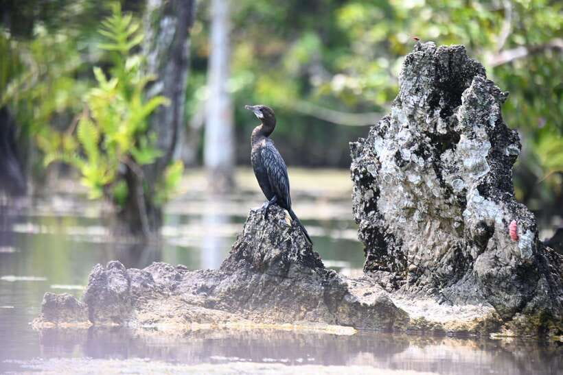 Krabi: Klong Root (Crystal lake) Kayaking tour - What’s included for about $27: value that’s easy to justify