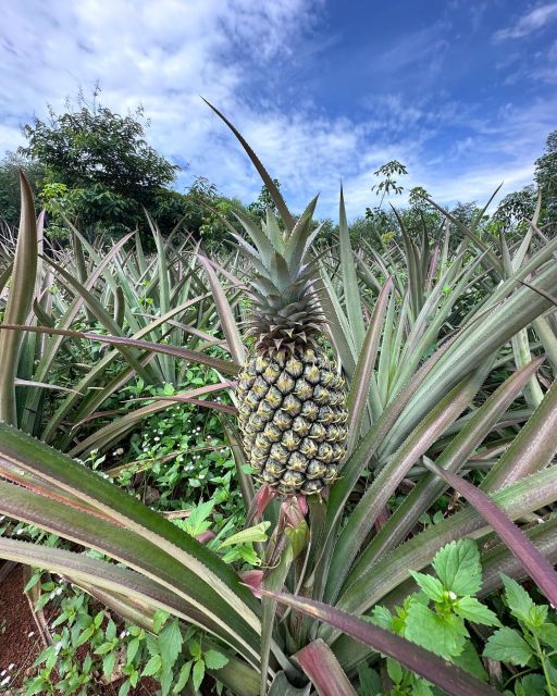 Krabi: Klong Root Kayaking Viewpoint,Fish Feeding and more - Practical gear and what to bring (so you don’t waste time)