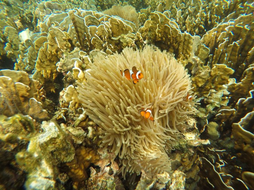 Krabi: Koh Rok & Koh Haa Hidden Snorkeling Tour by Speedboat - Service reality check: pace, comfort, and the small things