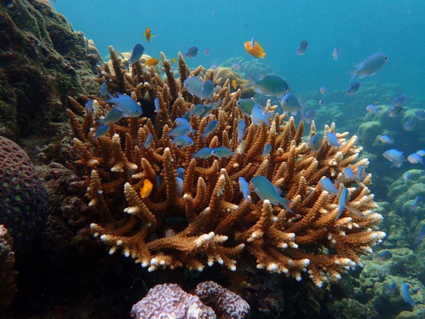 Krabi: Koh Rok & Koh Haa Hidden Snorkeling Tour by Speedboat - Who should book this tour, and who should skip it