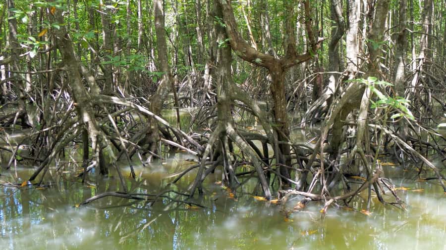 Krabi: Mangrove Magic & Koh Klang Charm by Longtail Boat - Who This Tour Fits Best (and Who Should Skip It)