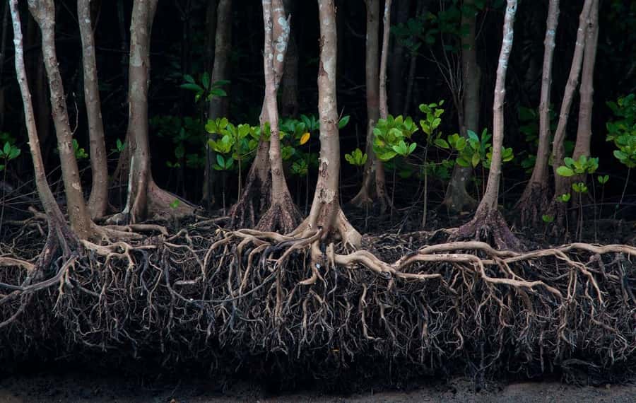 Krabi: Mangrove Magic & Koh Klang Charm by Longtail Boat - The Other Water Transport Segment: How the Day Stays Fluid