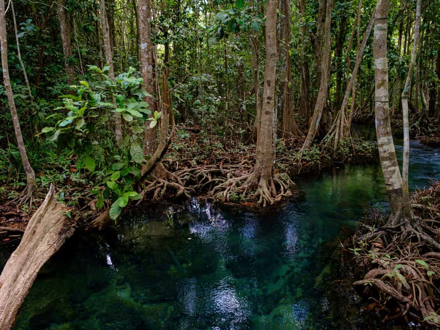 Krabi: Mangroves and Khao Kanab Nam Cave Tour with Lunch - Price and Value: Is $67 Fair for This Mix?