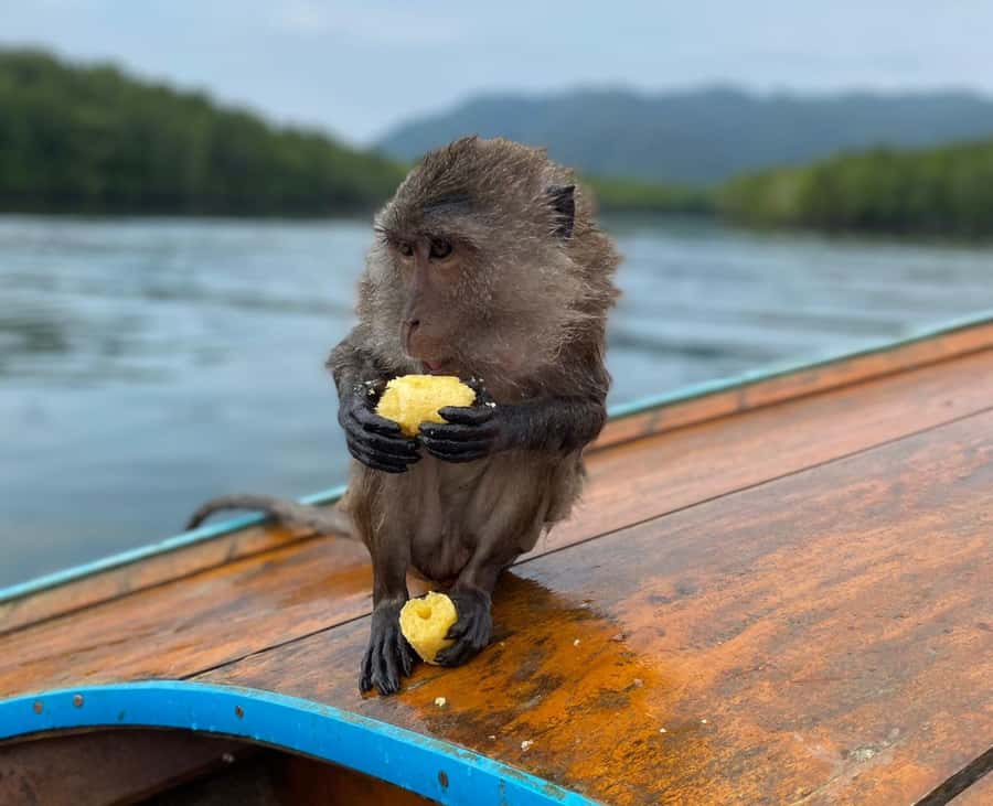 Krabi: Mangroves and Khao Kanab Nam Cave Tour with Lunch - Getting From Your Hotel to Poo Dam Pier