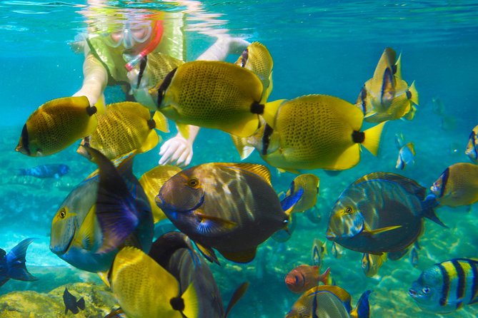 Krabi Nice Sea Snorkeling - Key points before you go