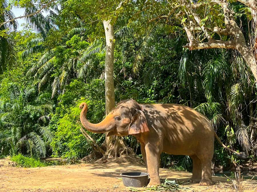 Krabi: Observation-Only Elephant Sanctuary 2hrs Mini Moments - Why observation-only elephants feel different in Krabi