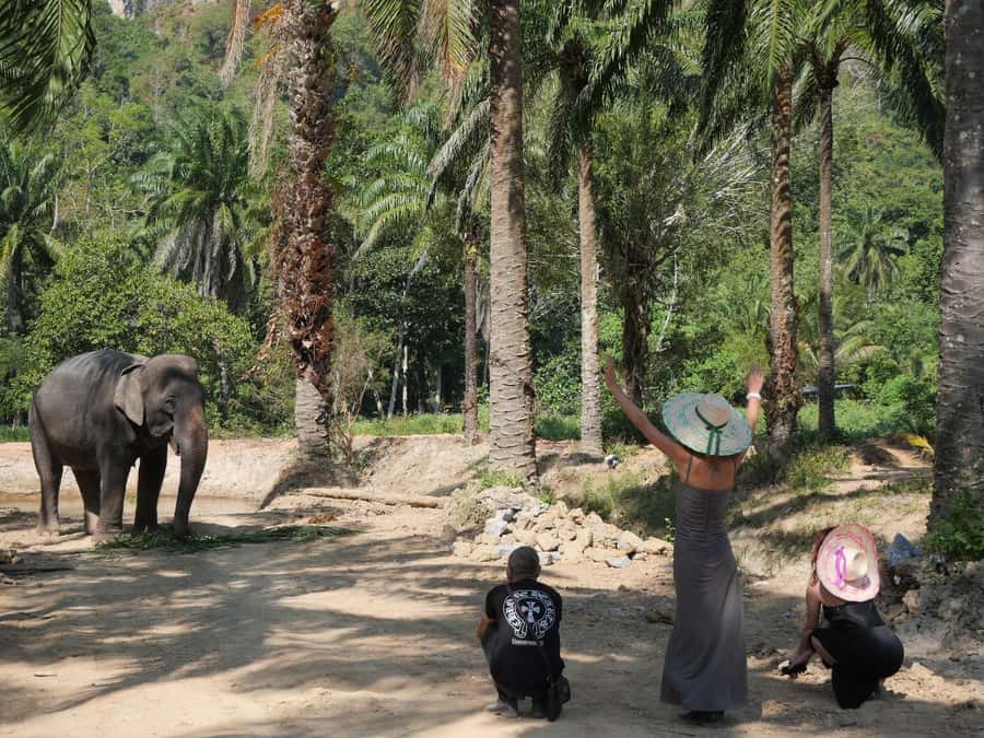 Krabi: Observation-Only Elephant Sanctuary 2hrs Mini Moments - Booking tips and a quick sanity-check before you go