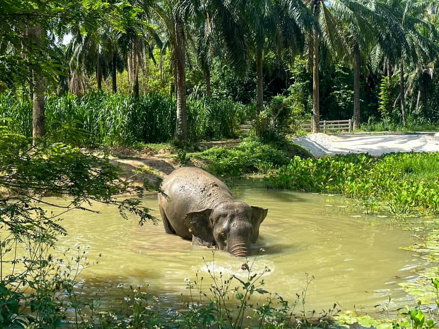 Krabi: Observation-Only Elephant Sanctuary 2hrs Mini Moments - The peaceful walk: what you’ll notice when you stop rushing