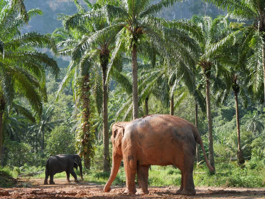 Krabi: Observation-Only Elephant Sanctuary 2hrs Mini Moments - Who this tour suits best (and who should pick something else)