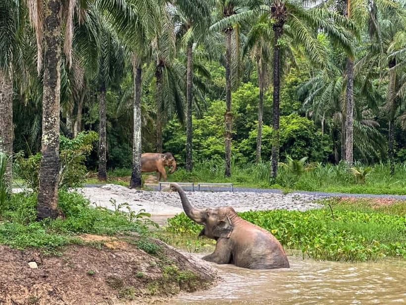 Krabi: Observation-Only Elephant Sanctuary Half-Day & Meal - The Hands-Off Sanctuary Rules (And Why They Shape the Experience)