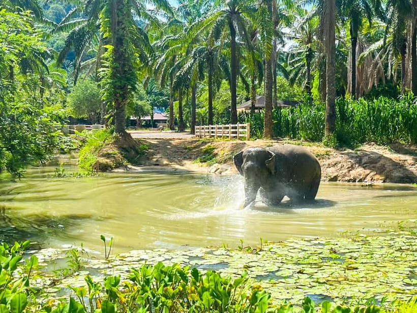 Krabi: Observation-Only Elephant Sanctuary Half-Day & Meal - Price and Value: Does $90 Make Sense Here?