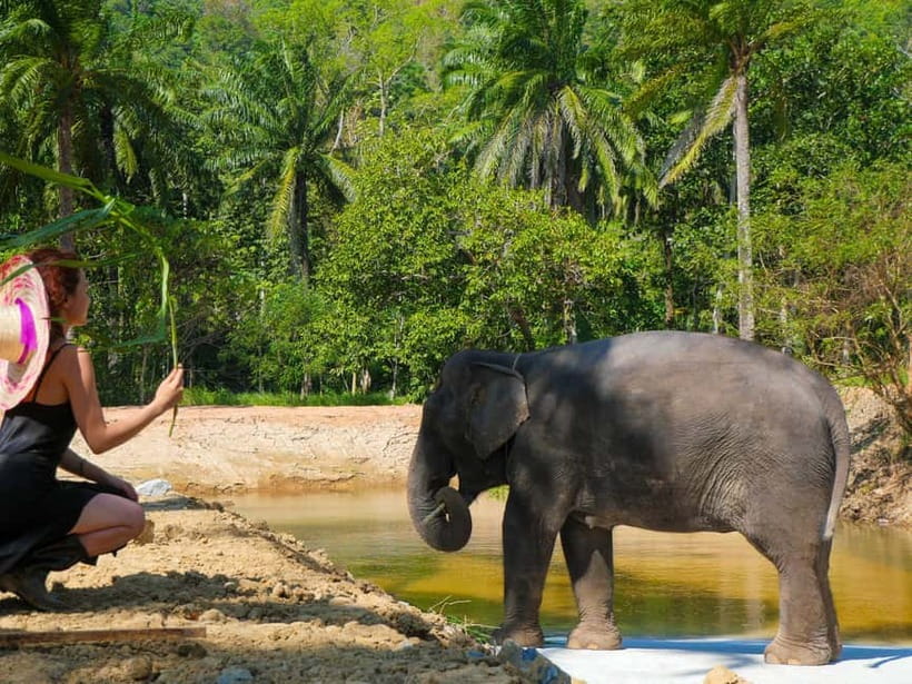 Krabi: Observation-Only Elephant Sanctuary Half-Day & Meal - Tray Feeding: Offering Treats Without Taking Over the Moment