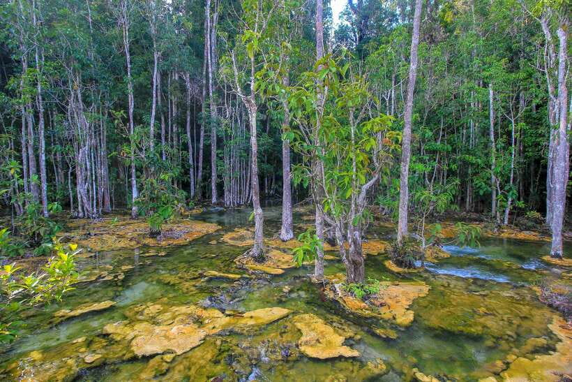 Krabi Outback Explorer to Emerald Pool & Wareerak Hotspring - Khao Pra-Bang Khram Wildlife Sanctuary Walk: Mangroves to Bird Territory