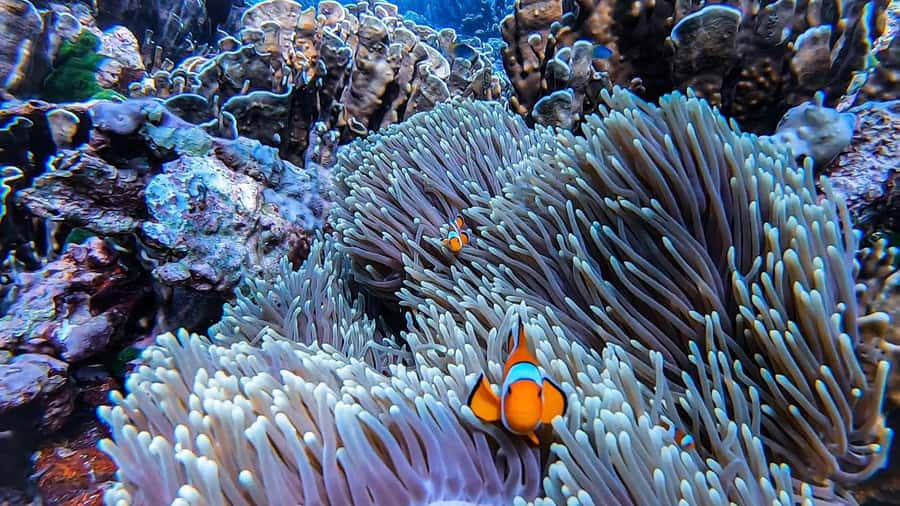 Krabi: Phi Phi Islands Full-Day Private Speedboat Charter - Ko Phi Phi Le: the water work, then the long-tail feel