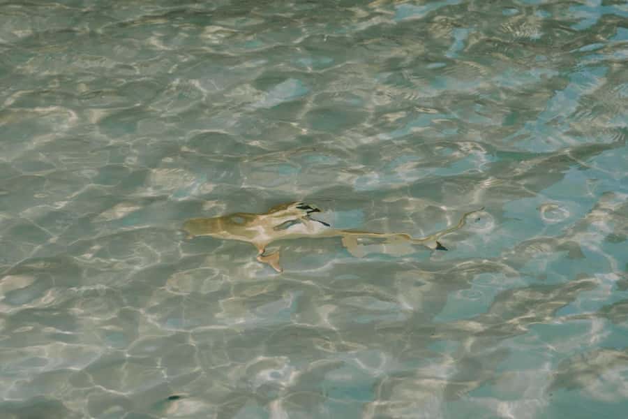 Krabi: Phi Phi Islands Longtail Boat Tour with Sunset - Monkey Beach First: Wild Monkeys, Quick Photos, Easy Start