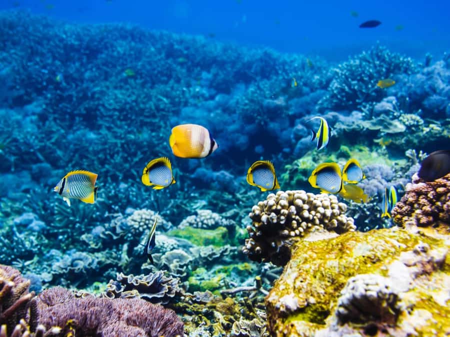 Krabi: Private 4 Islands Snorkeling Tour with Long-Tail Boat - Chicken Island snorkeling: your best reef time