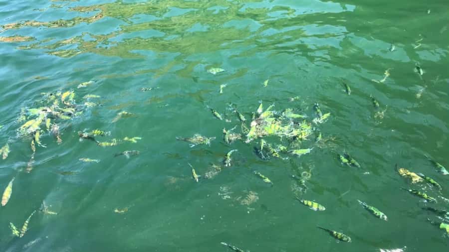 Krabi: Private Long Tail Boat to the 4 Islands - Price and value: what you’re paying for (and what you should double-check)