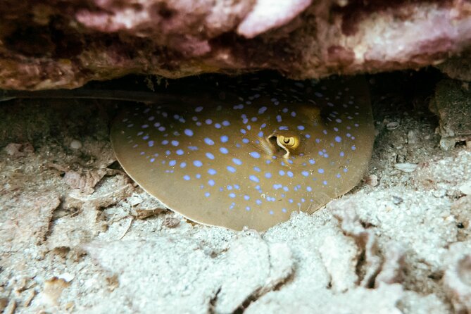 La Bombona Diving Koh Tao Try Dive - Shallow-water skills: the confidence-building part