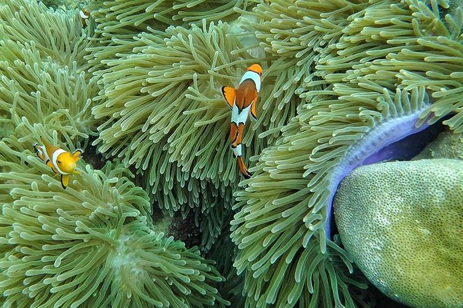 Lanta 4 Islands + Emerald Cave Snorkeling Tour - Stop 1: Ko Ngai for clear water and a beach that actually lets you breathe