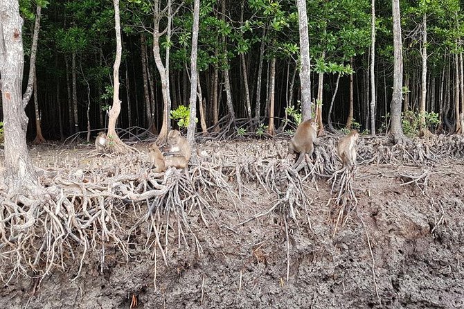 Lanta Old Town and Mangrove Forest Sightseeing Tour - Lunch on Koh Lanta: a Thai set meal that keeps the day moving