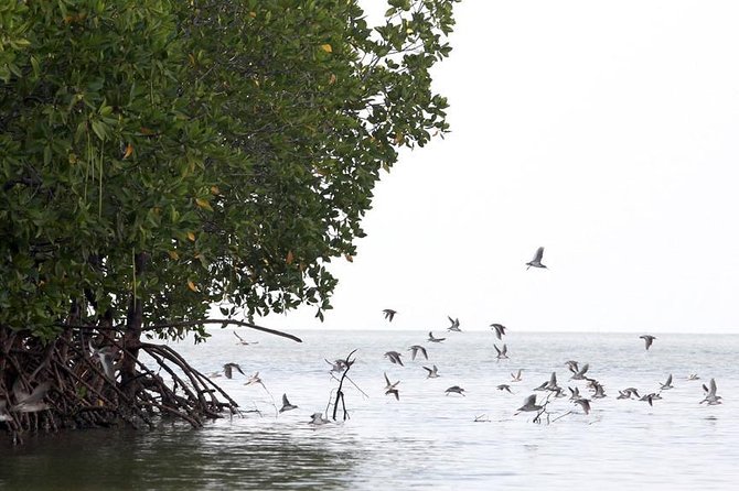 Lanta Old Town and Mangrove Forest Sightseeing Tour - Who should book this Koh Lanta mix (and who shouldn’t)