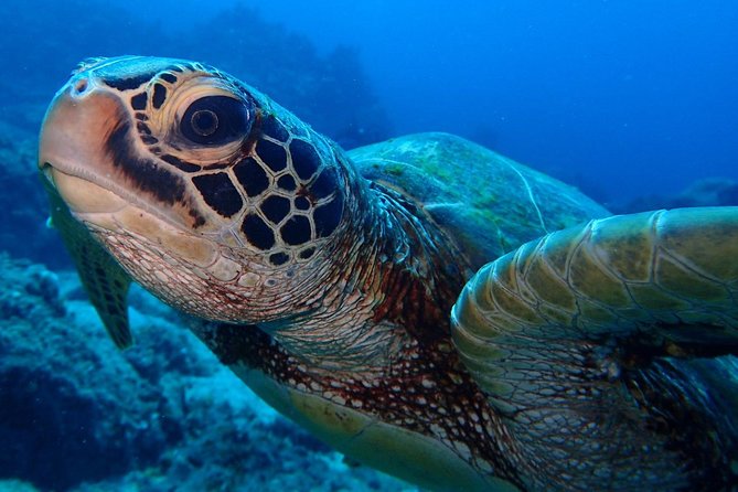 Learn to dive in 2 days Scuba Diver course - Instructors you’ll actually feel: calm coaching counts