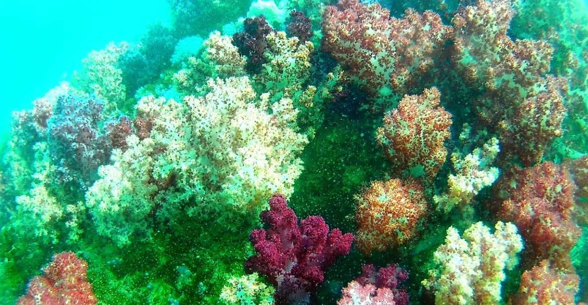 Lipe Private Snorkelinge Outside Zone By Long Tail Boat - Should you book this private Lipe outside-zone snorkeling trip?