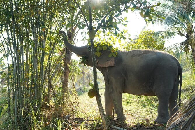 LIVING GREEN ELEPHANT SANCTUARY Chonburi - Key highlights to know before you go