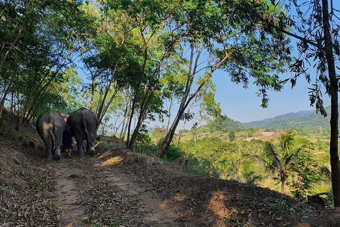 LIVING GREEN ELEPHANT SANCTUARY Chonburi - Bangkok versus Pattaya pickup: timing that keeps you out of traffic trouble