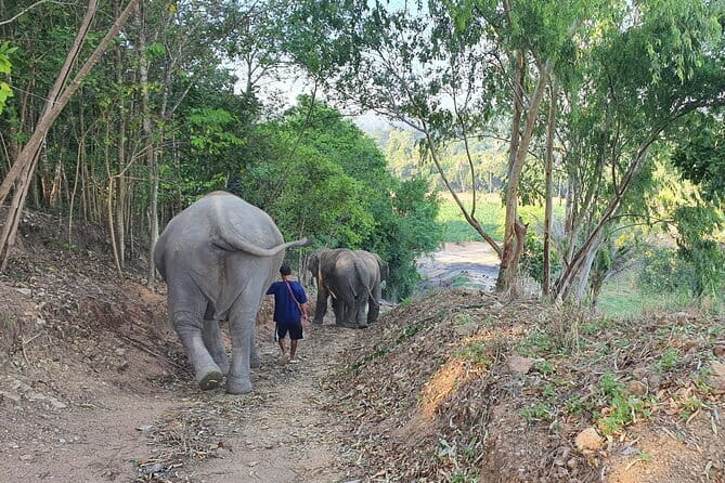 LIVING GREEN ELEPHANT SANCTUARY Chonburi - Water-bathing and splashing: fun, but follow staff cues