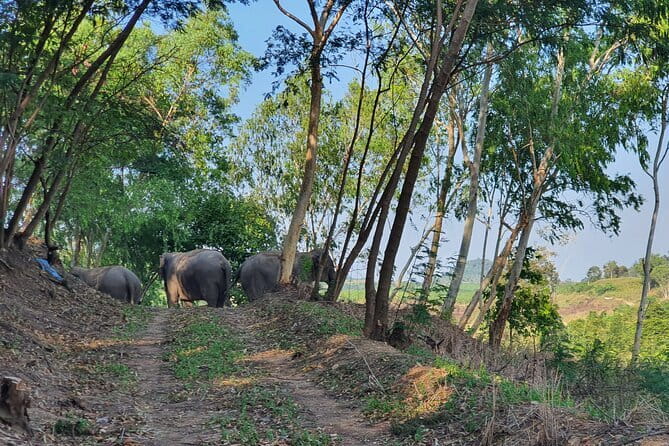 LIVING GREEN ELEPHANT SANCTUARY Chonburi - The Mo Hom shirt change and the guide-led elephant talk