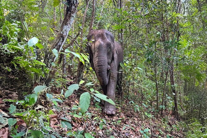 Local Farming Experience in Chiang Mai, Thailand - Price and Time: Is $58.60 a Good Deal?