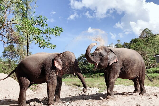 Local Farming Experience in Chiang Mai, Thailand - What to Bring (So You Don’t Regret the Mud)