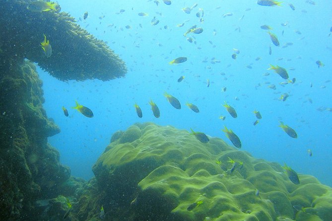 Local Reef Snorkelling and Deserted Beach - The One-Day Flow: From Local Pier to Mangrove Channels to Reef Stops
