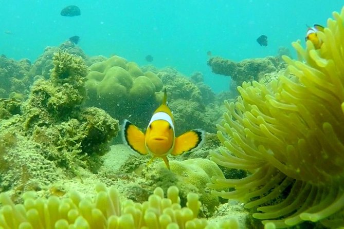 Local Reef Snorkelling and Deserted Beach - Snorkelling Setup: Ladder Entry, Gear, and How Guides Help