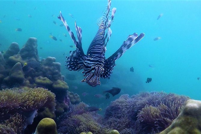 Local Reef Snorkelling and Deserted Beach - Snorkelling Reality Check: Season, Visibility, Jellyfish, and Currents
