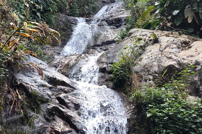 Lost in Chiang Mai - Secret Village, Hot Spring & Waterfall - A Cultural Therapy - The 1000-year tree moment: why this stop sticks with you