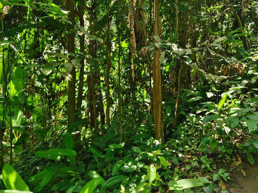 Monk trails hike, Wat Phalat, Monk chanting, Wat Doi Suthep. - Key things I’d zero in on