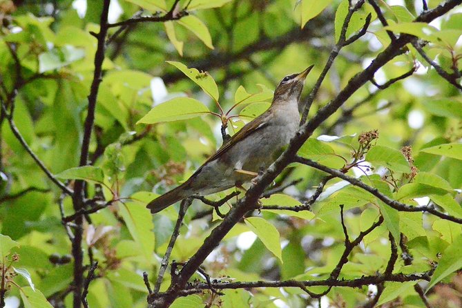 Mount Doi Inthanon Hiking & Bird Watching - Key Things You’ll Notice on This Tour