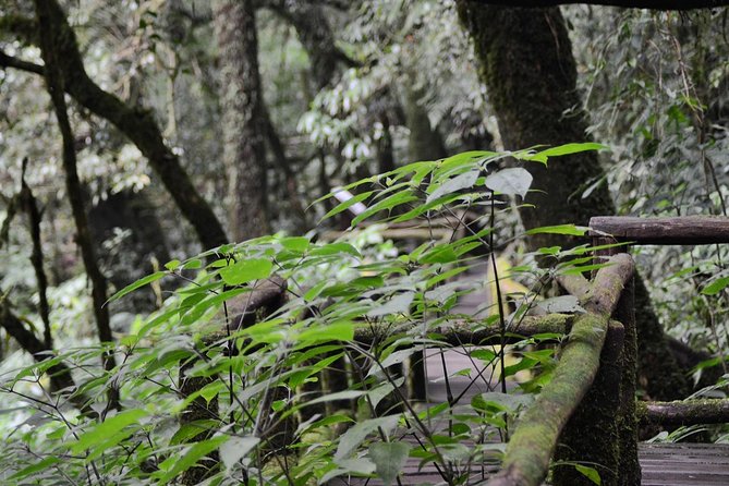 Mount Doi Inthanon Hiking & Bird Watching - Why Mount Doi Inthanon Birding Works So Well