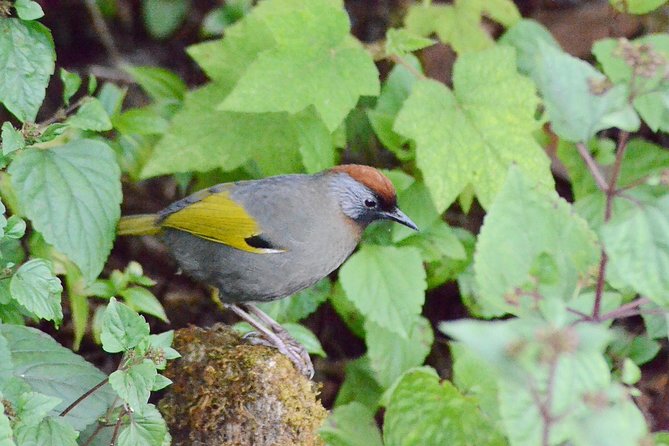 Mount Doi Inthanon Hiking & Bird Watching - What the Hike Feels Like (Especially If You Have Knee Worries)