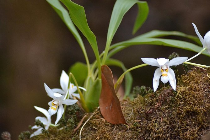 Mount Doi Inthanon Hiking & Bird Watching - Breakfast and Lunch: Fuel That Keeps the Day Moving