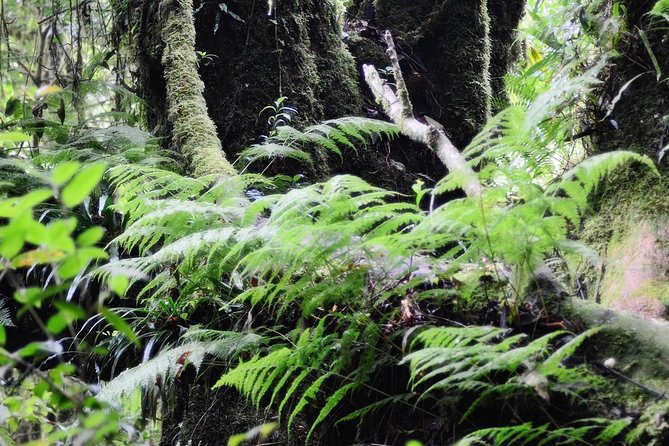 Mount Doi Inthanon Hiking & Bird Watching - Inside the Park: High-Mountain Forest and the 2,565 m View Factor