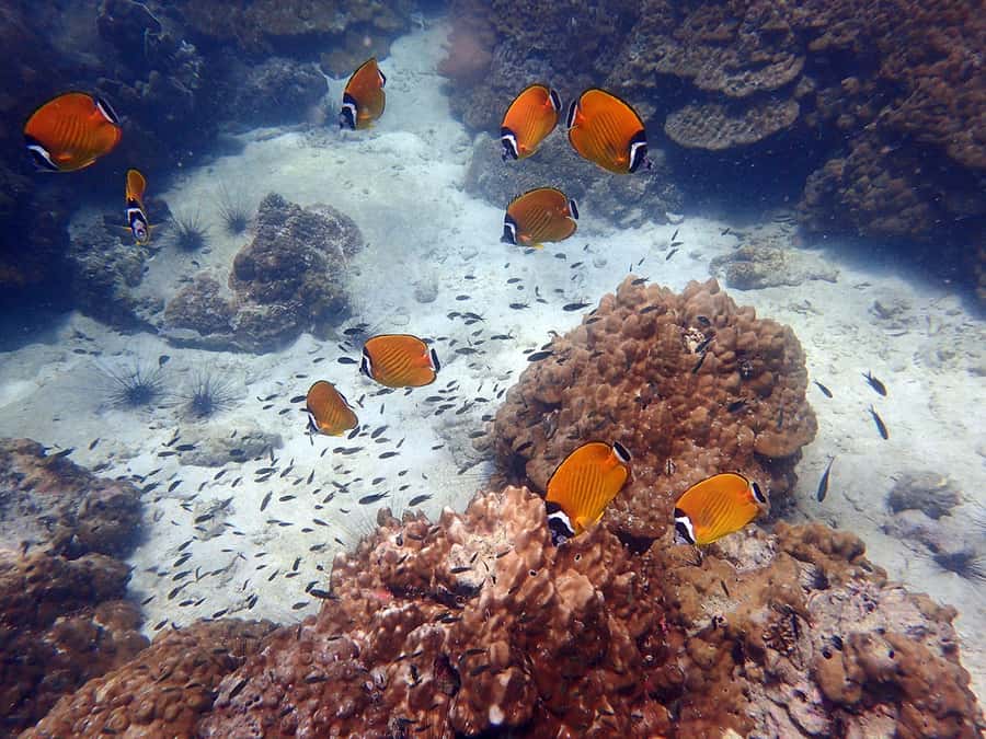 Mu Ko Ang Thong Park: Semi-private Sunset Cruise Tour - Koh Tai Plao Sea Kayaking: The Caves-and-Tunnels Stop That Feels Like an Adventure