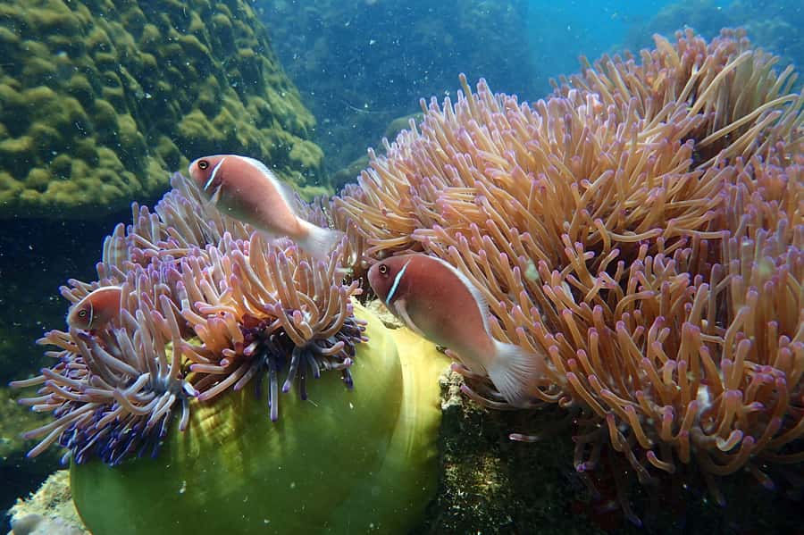 Mu Ko Ang Thong Park: Semi-private Sunset Cruise Tour - Snorkeling at Koh Wao: Reef Time With Real Guidance