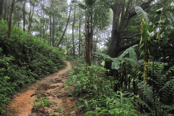 No.1 Chiang Mai: Advanced XC Downhill Biking, Doi Suthep N. Park - Coffee Break in the Forest Plantation: A Needed Reset